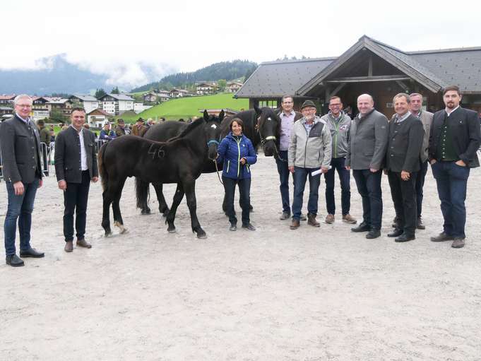 Große Nachfrage bei Norikerfohlen.jpg © Lanschützer Große Nachfrage bei Norikerfohlen.jpg © Lanschützer