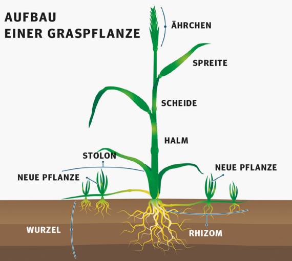 Trotz früher Mahd Gräser im Bestand halten.png