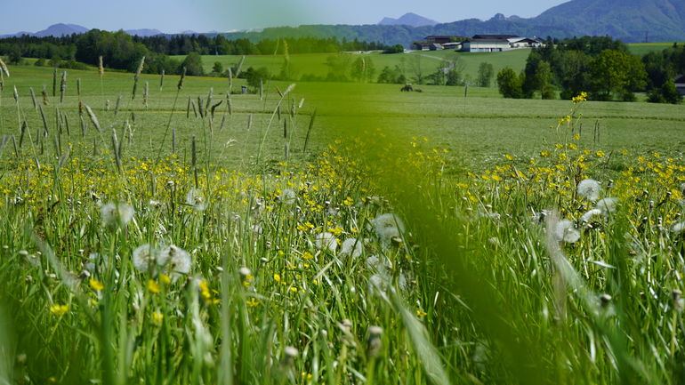 Trotz früher Mahd Gräser im Bestand halten.jpg Trotz früher Mahd Gräser im Bestand halten.jpg