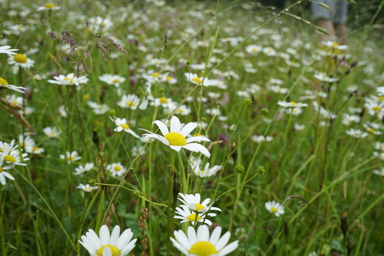 Lebensraum Wiese.jpg © Mösenbichler Lebensraum Wiese.jpg © Mösenbichler