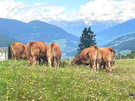 Rinder grasen auf der Weide Rinder grasen auf der Weide