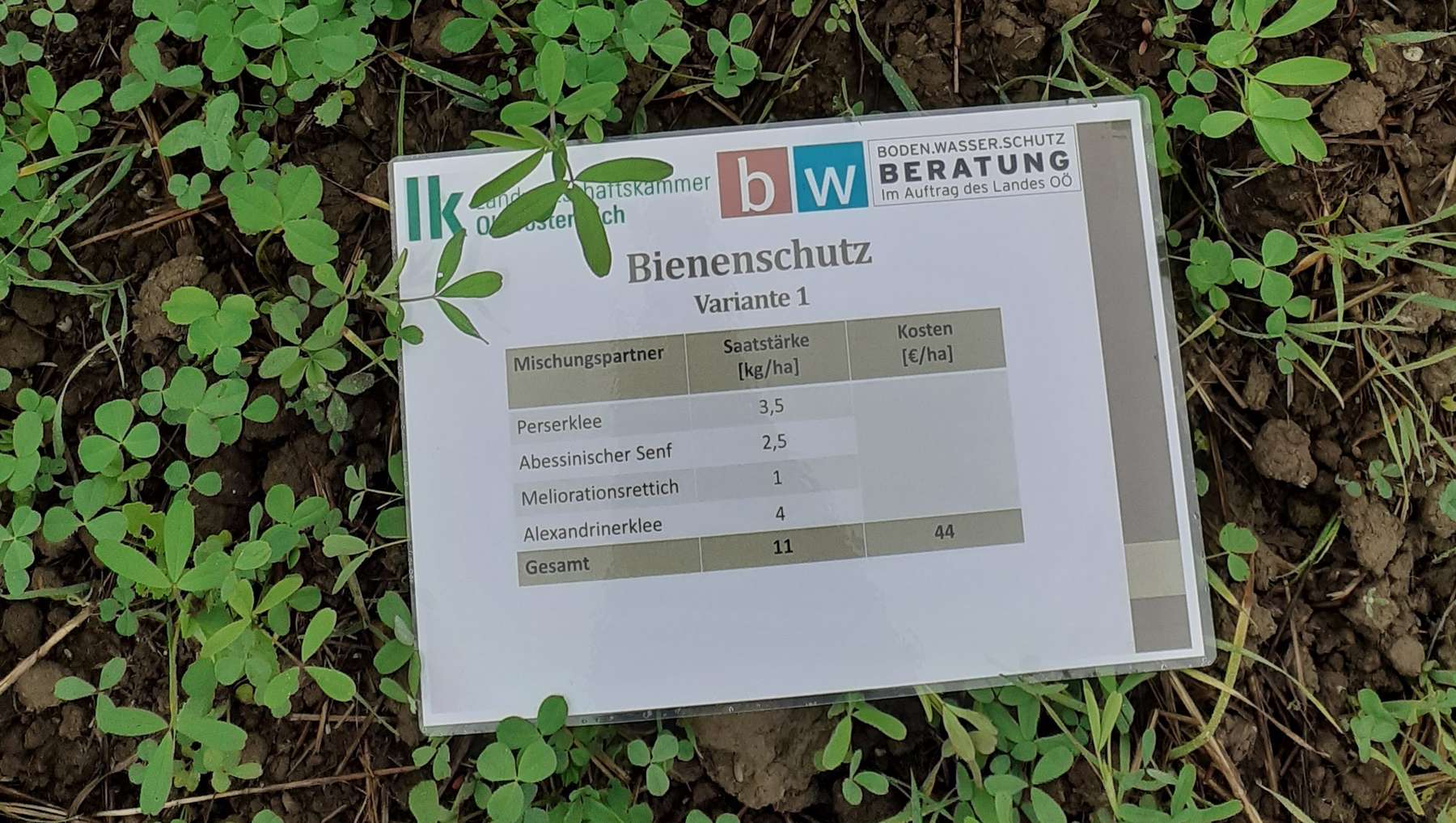 Besichtigung Zwischenfruchtgroßversuch in St. Florian##+##29. September 2021