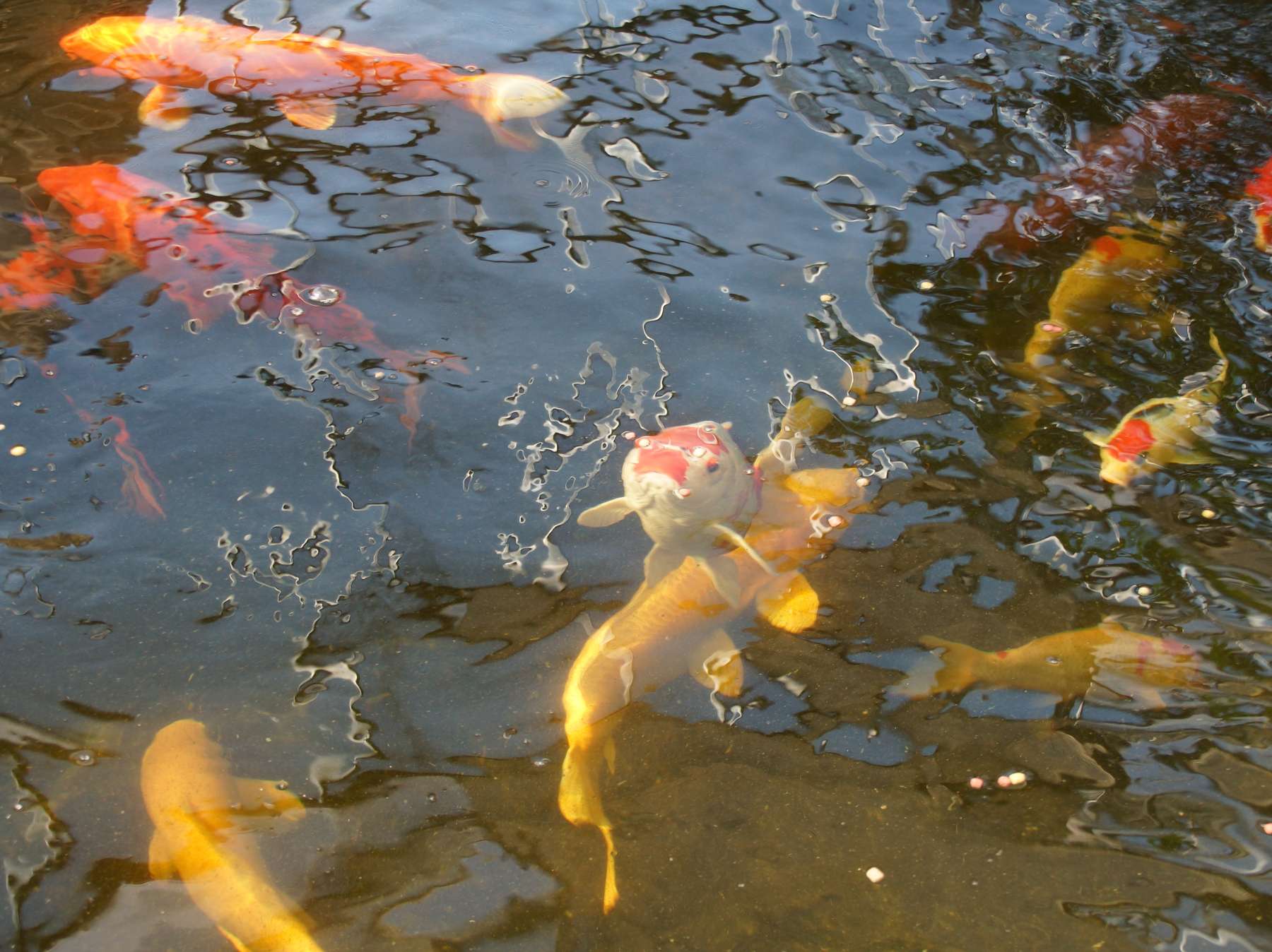 sb39_mt_koi.jpg © Gudrun Dürnberger sb39_mt_koi.jpg © Gudrun Dürnberger