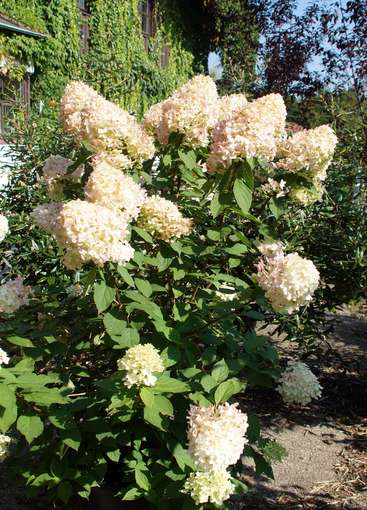 hortensie.jpg © Gudrun Dürnberger