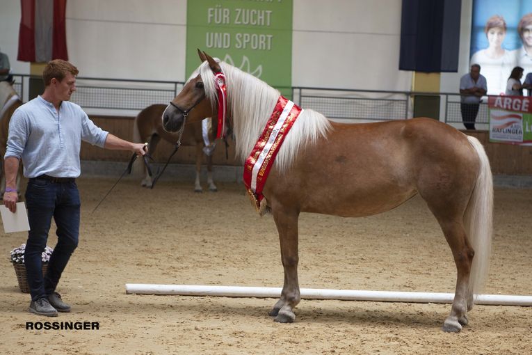 Große Erfolge für Salzburger Haflingerzüchter.jpg