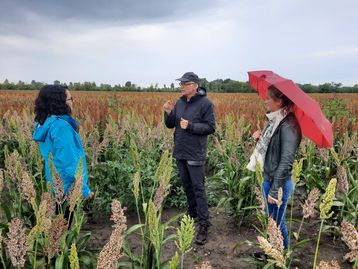 Sorghumhirse Feldbegehung in Niederösterreich und dem Burgenland##+##27. September 2021