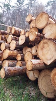 1_Holz.jpg © LK Kärnten/Günther Kuneth