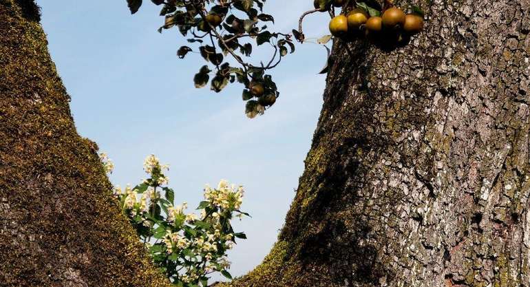 Alte Streuobstbäume sind für die Biodiversität besonders wertvoll. Auf der Stammgabelung fand selbst ein Bunt-Hohlzahn einen Ort, um zu wachsen und zu blühen.