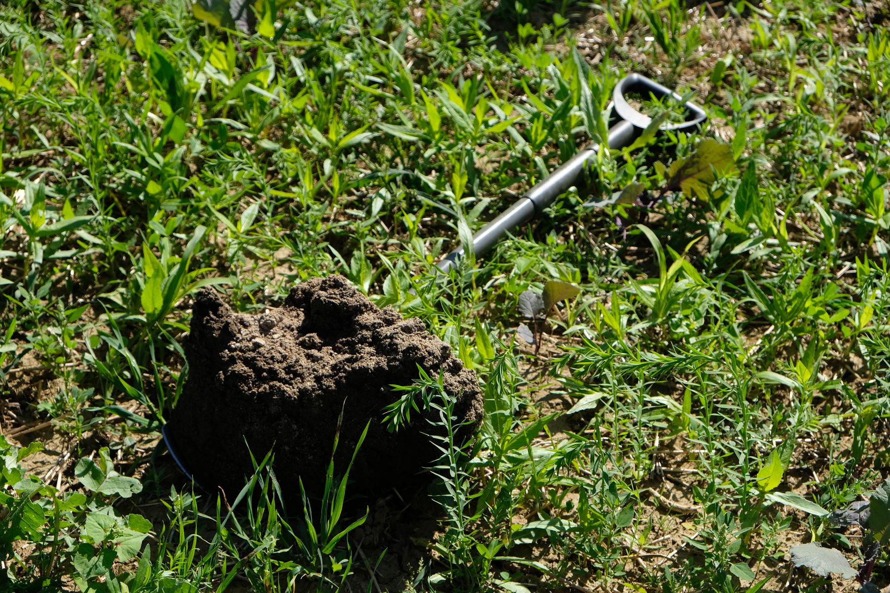 Tag der Bodenfruchtbarkeit .jpg © BBK Melk/Fitzthum Tag der Bodenfruchtbarkeit .jpg © BBK Melk/Fitzthum