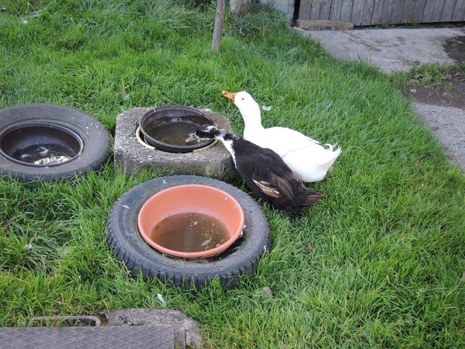 Ente_WdLW.jpg © BBK Scheibbs
