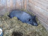 Schwein_WdLW.jpg © BBK Scheibbs Schwein_WdLW.jpg © BBK Scheibbs
