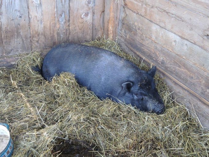 Schwein_WdLW.jpg © BBK Scheibbs