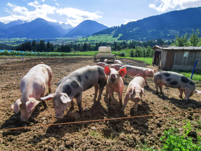 Schweine Freiland © Thomas Suitner Schweine Freiland © Thomas Suitner