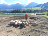 Schweine Freigelände © Thomas Suitner
