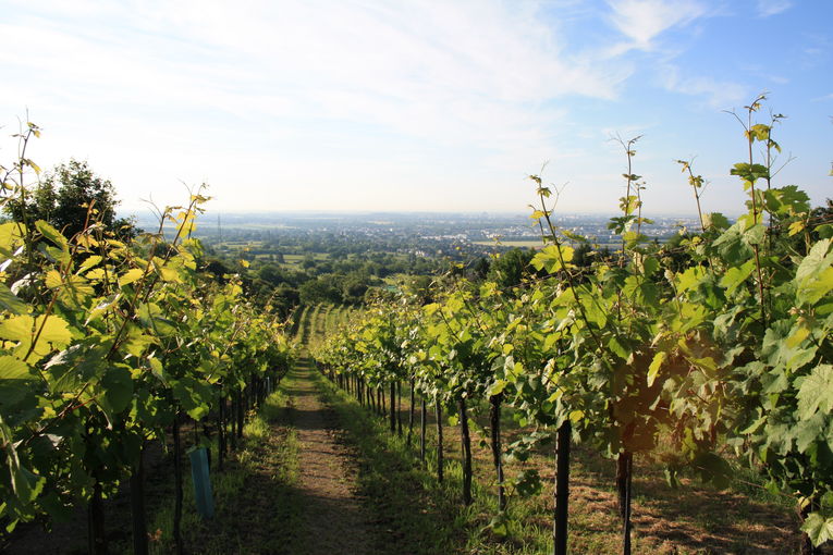 Weinbauflächen.jpg © LK Wien