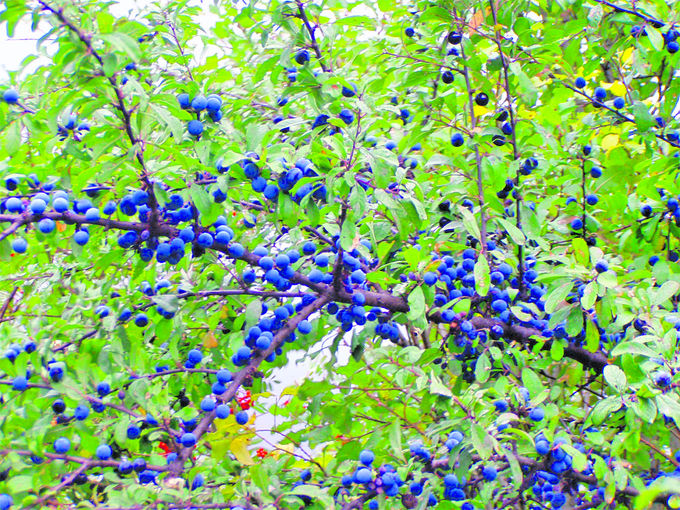 sb40_Haus und Hof_Schlehe.jpg © Natur im Garten sb40_Haus und Hof_Schlehe.jpg © Natur im Garten