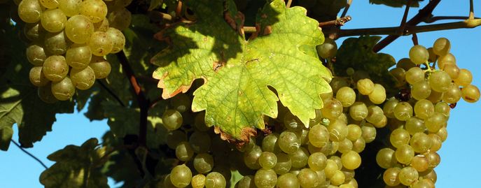 Sub Pflanzen Boxen-Head Weinbau © LK NÖ Sub Pflanzen Boxen-Head Weinbau © LK NÖ