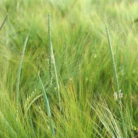 Unkräuter im Herbst setzen Feldfrüchten schon in einer frühen Entwicklungsphase zu und können Erträge mindern Unkräuter im Herbst setzen Feldfrüchten schon in einer frühen Entwicklungsphase zu und können Erträge mindern