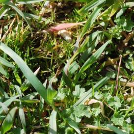 Unkräuter im Herbst setzen Feldfrüchten schon in einer frühen Entwicklungsphase zu und können Erträge mindern Unkräuter im Herbst setzen Feldfrüchten schon in einer frühen Entwicklungsphase zu und können Erträge mindern