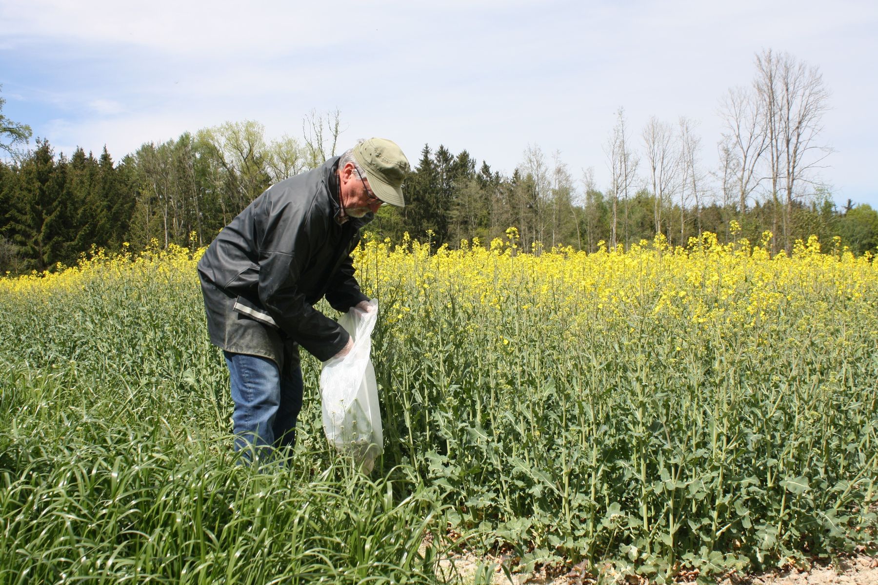 GVO-frei-Monitoring LK OÖ.jpg © Landwirtschaftskammer Oberösterreich GVO-frei-Monitoring LK OÖ.jpg © Landwirtschaftskammer Oberösterreich