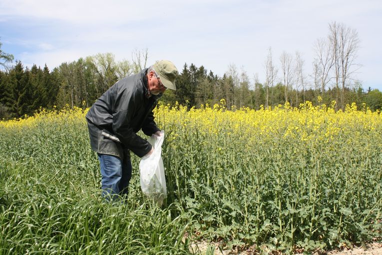 GVO-frei-Monitoring LK OÖ.jpg © Landwirtschaftskammer Oberösterreich