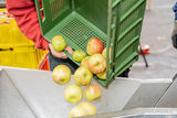 Apfelsaftaktion  Apfelsaft aus Apfel g´macht  der LK NÖ.jpg © Georg Pomassl/LK Niederösterreich