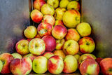 Apfelsaftaktion  Apfelsaft aus Apfel g´macht  der LK NÖ.jpg © Georg Pomassl/LK Niederösterreich Apfelsaftaktion  Apfelsaft aus Apfel g´macht  der LK NÖ.jpg © Georg Pomassl/LK Niederösterreich