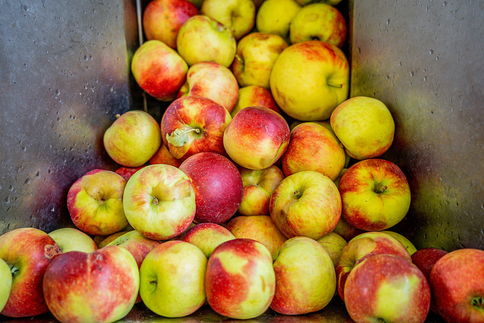 Apfelsaftaktion  Apfelsaft aus Apfel g´macht  der LK NÖ.jpg © Georg Pomassl/LK Niederösterreich Apfelsaftaktion  Apfelsaft aus Apfel g´macht  der LK NÖ.jpg © Georg Pomassl/LK Niederösterreich