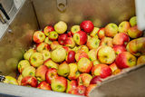 Apfelsaftaktion  Apfelsaft aus Apfel g´macht  der LK NÖ.jpg © Georg Pomassl/LK Niederösterreich