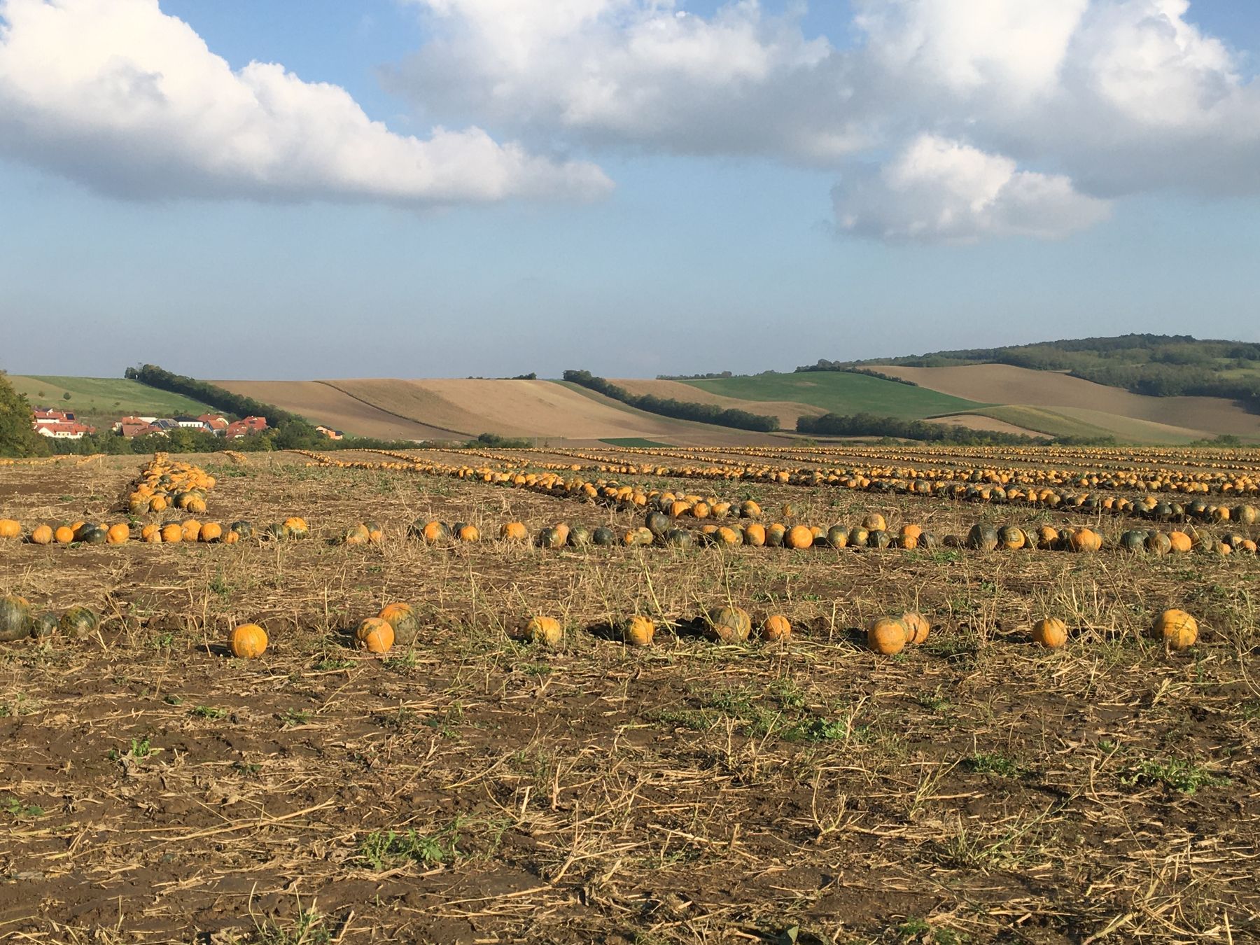 2021 Herbst 2021_Begrünung_Kürbisernte (8).jpg © Andrea Uhl LK NÖ 2021 Herbst 2021_Begrünung_Kürbisernte (8).jpg © Andrea Uhl LK NÖ