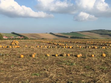 2021 Herbst 2021_Begrünung_Kürbisernte (8).jpg © Andrea Uhl LK NÖ 2021 Herbst 2021_Begrünung_Kürbisernte (8).jpg © Andrea Uhl LK NÖ