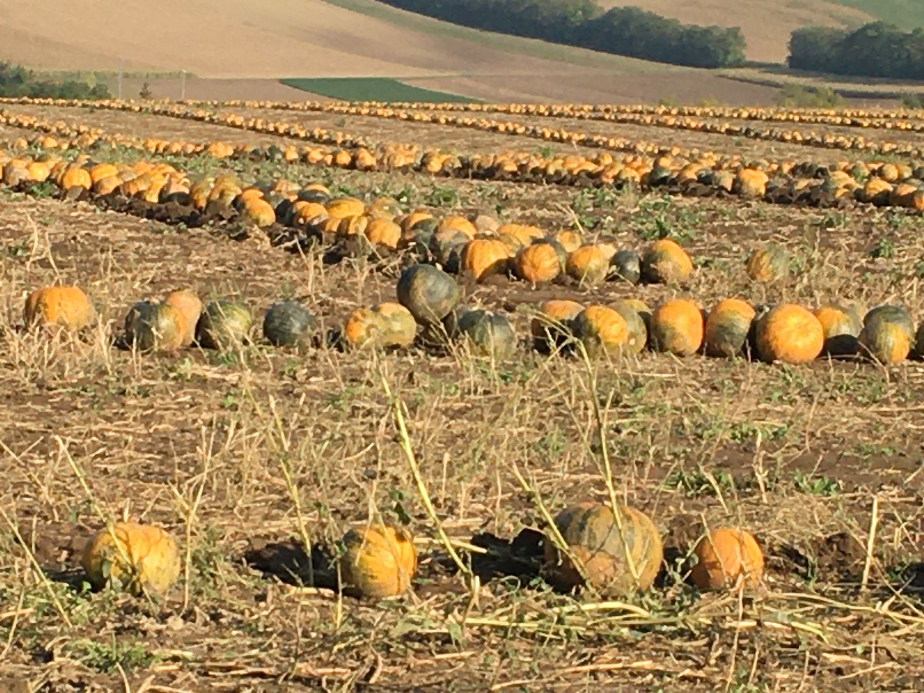 © Andrea Uhl LK NÖ © Andrea Uhl LK NÖ