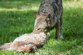 Resol. Wolf AdobeStock 64528556@Nicolette Wollentin.jpg Resol. Wolf AdobeStock 64528556@Nicolette Wollentin.jpg