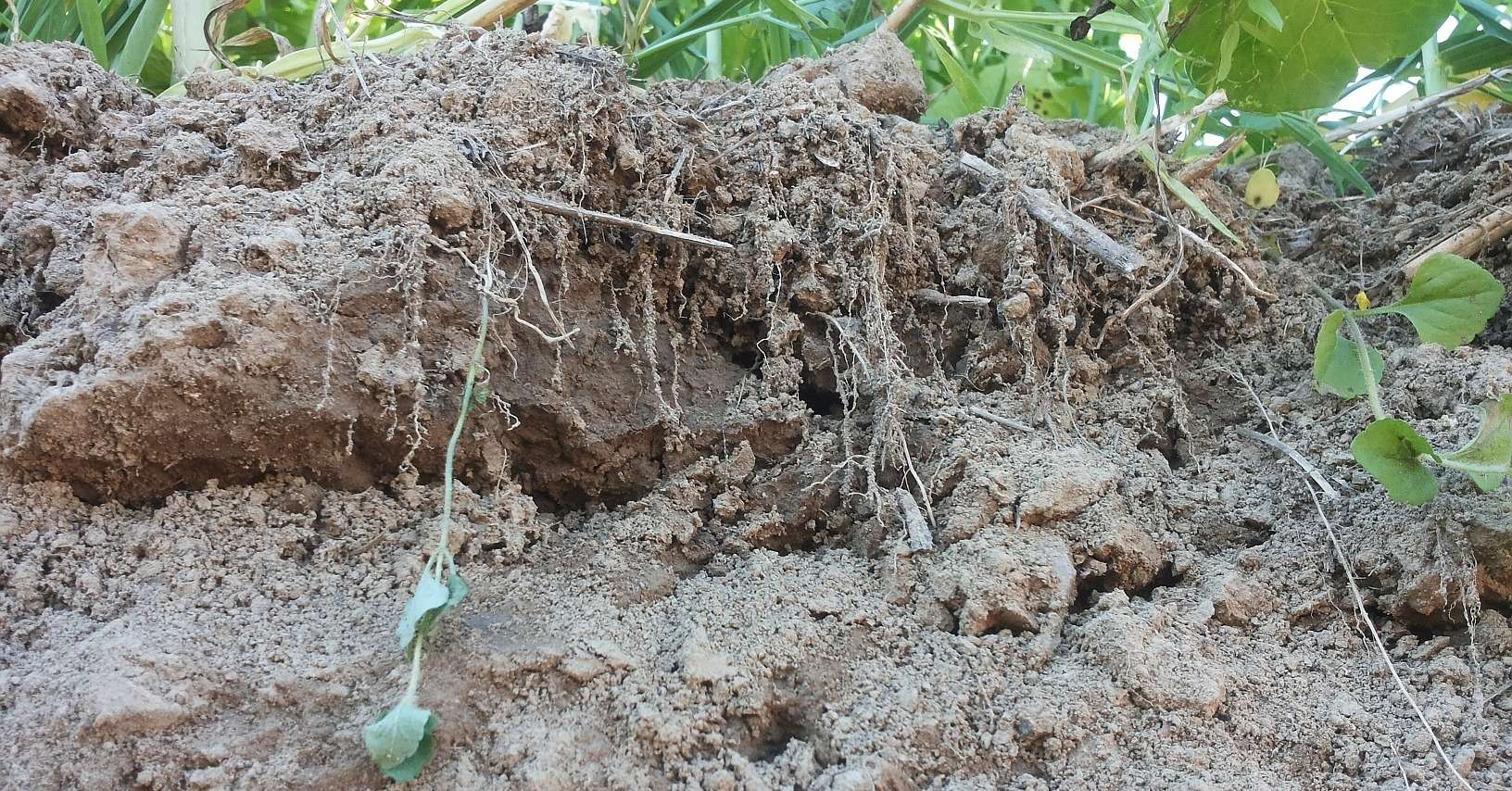 Humusaufbau © BWSB Humusaufbau © BWSB