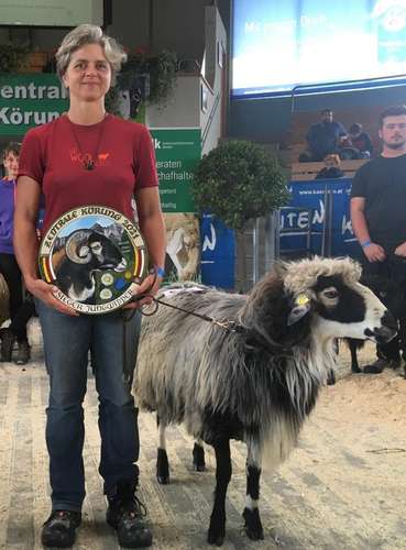 Der Körungssieger der Krainer
Steinschaf Zentralkörung 2021
kommt aus der Steiermark. Züchterin Jessica Wojta mit dem Siegertier.
 © LK Kärnten/Eduard Penker