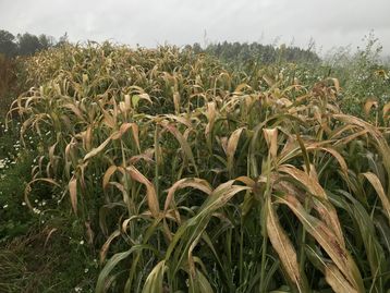 Bonitur der BIO Zwischenfruchtversuche im Biokompetenzzentrum in Schlägl##+##12. Oktober 2021