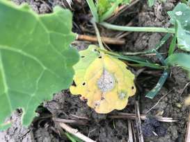Bild 2 Phoma lingam - Infektion Okt 2021.jpg Bild 2 Phoma lingam - Infektion Okt 2021.jpg