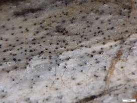 Bild 3 Phoma.jpg Bild 3 Phoma.jpg
