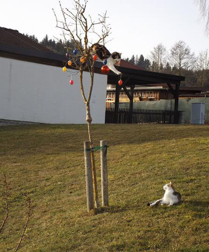 Mein Bild 2021.jpg © Salzburger Bauer/Mackinger Mein Bild 2021.jpg © Salzburger Bauer/Mackinger