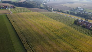 Eindrücke vom Landessortenversuch Bio-Mais in Hofkirchen im Traunkreis##+##11. Oktober 2021