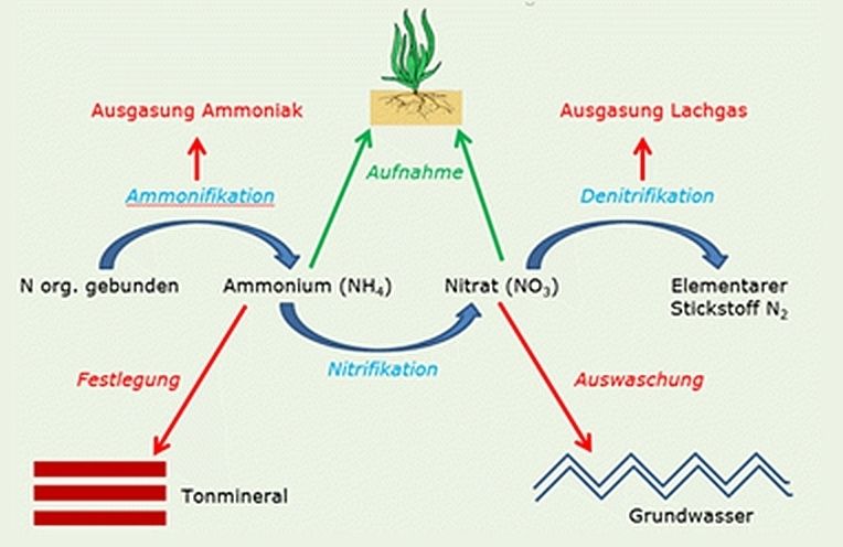Schematischer Ablauf der Mineralisationsprozesse und potenzielle Stickstofferluste_Luib 2017.jpg © Luib, 2017