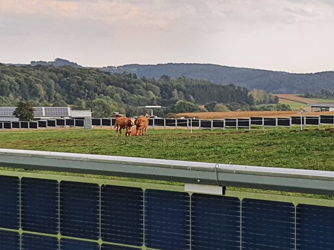 Agrarphotovoltaik mit Doppelnutzen © Landwirtschaftskammer Steiermark / Roman Musch