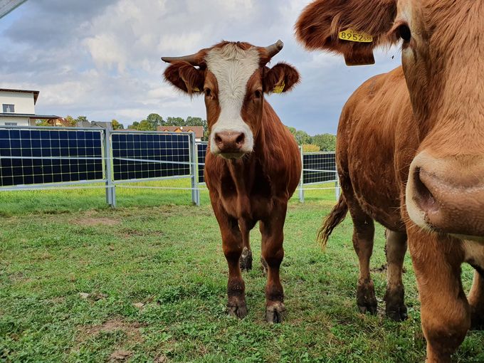 Agrarphotovoltaik mit Doppelnutzen