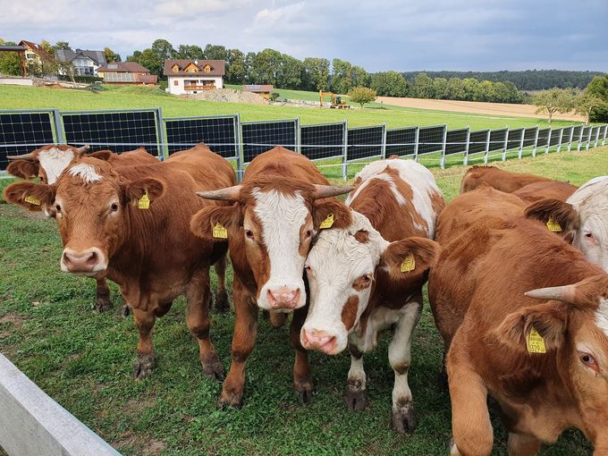 Agrarphotovoltaik mit Doppelnutzen © Landwirtschaftskammer Steiermark / Roman Musch