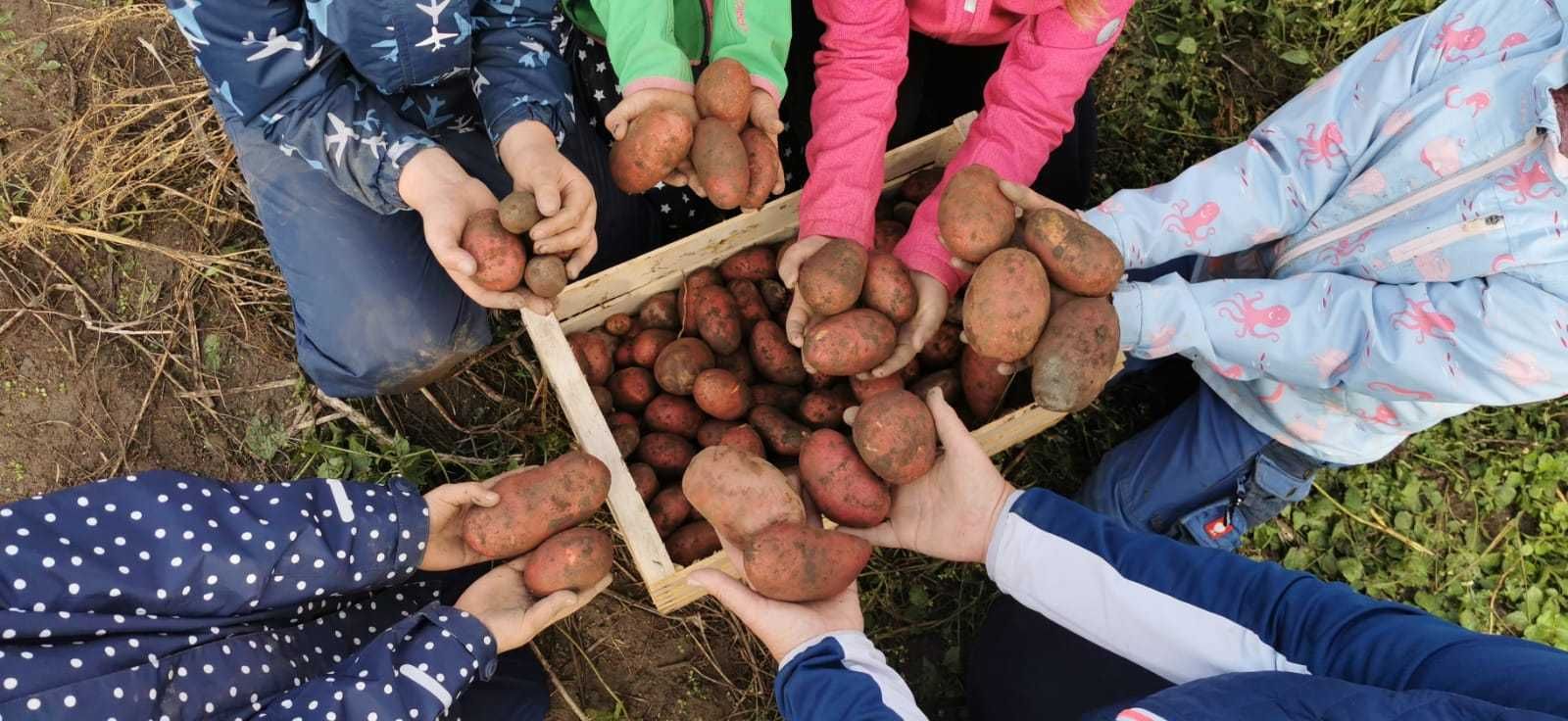 Kartoffelernte_Kinderhände_VS_Patsch.jpg © Bäuerinnen Bezirk Innsbruck Kartoffelernte_Kinderhände_VS_Patsch.jpg © Bäuerinnen Bezirk Innsbruck
