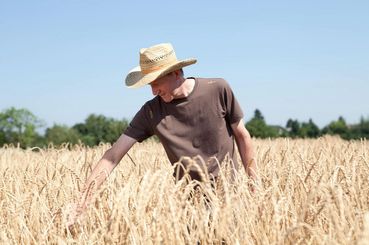 Biobauer im Dinkelfeld © BIO AUSTRIA/Theurl