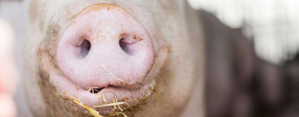 Meldung von Auslauf- und Offenstallhaltungen muss von den Betrieben über VIS selbstständig durchgeführt werden. Die Frist läuft bis 15. November © fraukoeppl Meldung von Auslauf- und Offenstallhaltungen muss von den Betrieben über VIS selbstständig durchgeführt werden. Die Frist läuft bis 15. November © fraukoeppl