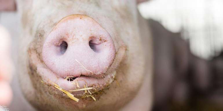 Schweinehalter: Durchschnittstierbestand überprüfen Schweinehalter: Durchschnittstierbestand überprüfen