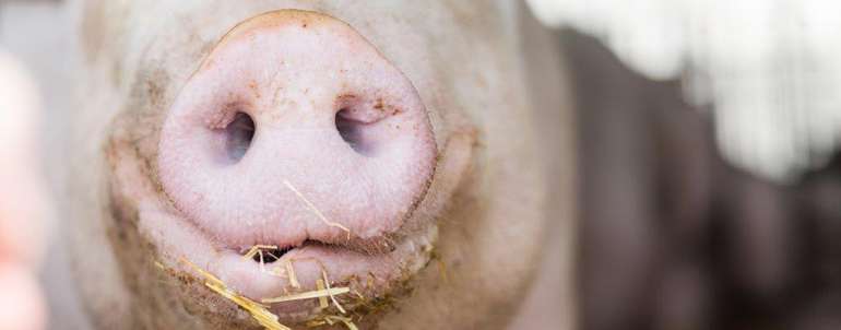 Meldung von Auslauf- und Offenstallhaltungen muss von den Betrieben über VIS selbstständig durchgeführt werden. Die Frist läuft bis 15. November © fraukoeppl Meldung von Auslauf- und Offenstallhaltungen muss von den Betrieben über VIS selbstständig durchgeführt werden. Die Frist läuft bis 15. November © fraukoeppl