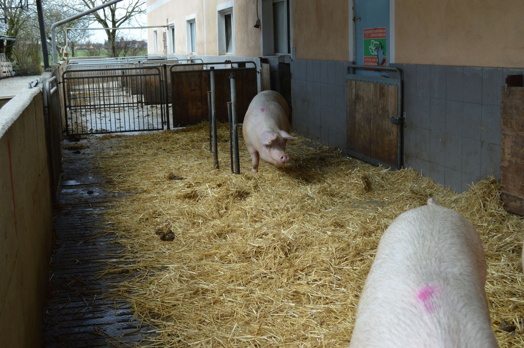Bio_Schweine (002).jpg © Landwirtschaftskammer Oberösterreich/Doblmair Bio_Schweine (002).jpg © Landwirtschaftskammer Oberösterreich/Doblmair